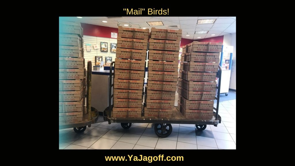Mail Birds Jail Birds