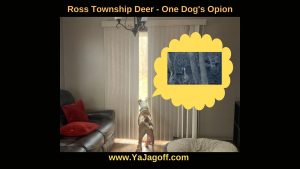 YaJagoff Blog Photo of Dog