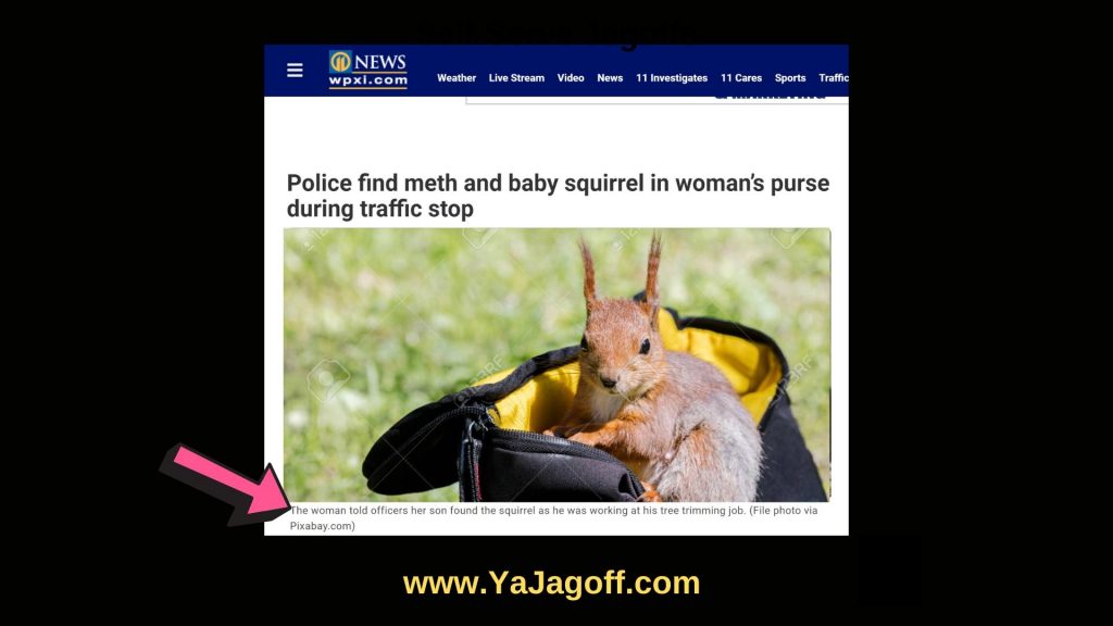 Squirrell In Purse YaJAgoff.com