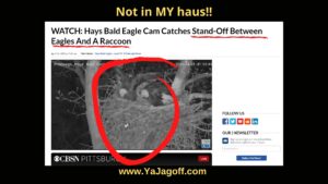 YaJagoff Eagle Nest