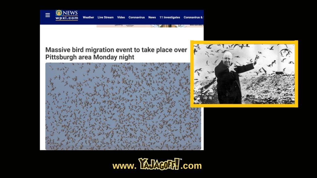 Massive amount of birds fling over Pittsburgh