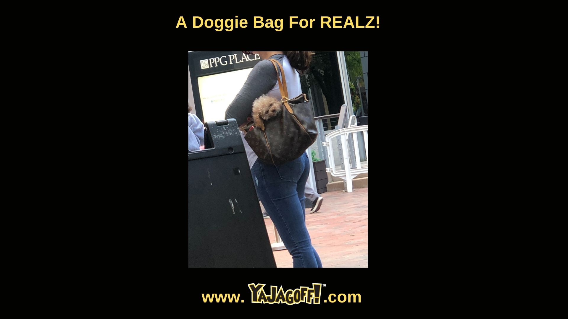 YaJagoff Blog Post - Dog in Purse