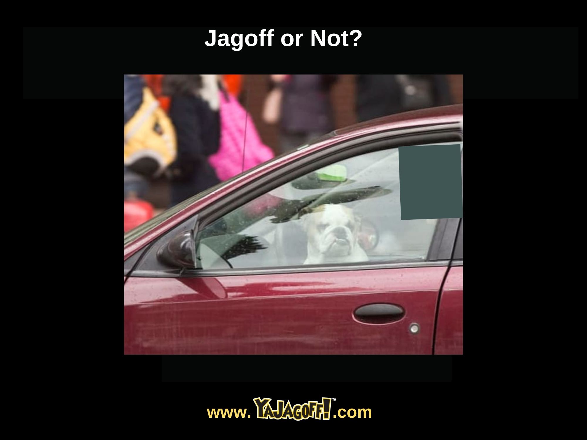 YaJagoff Blog Dog on Drivers Lap