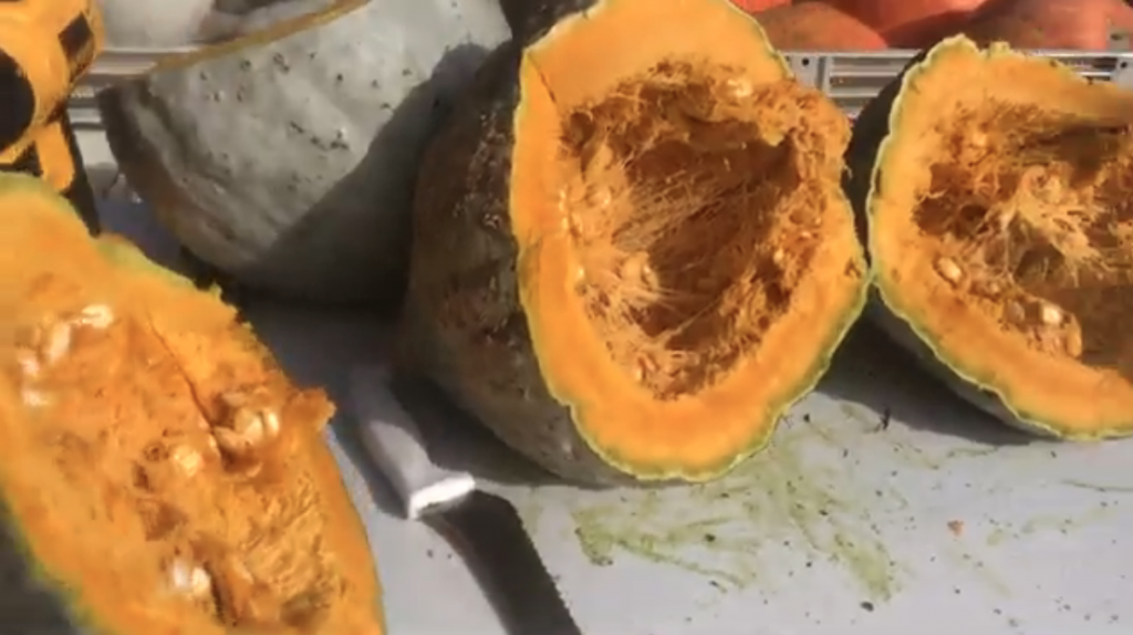 Blue Hubbard Squash Pumpkin Pie