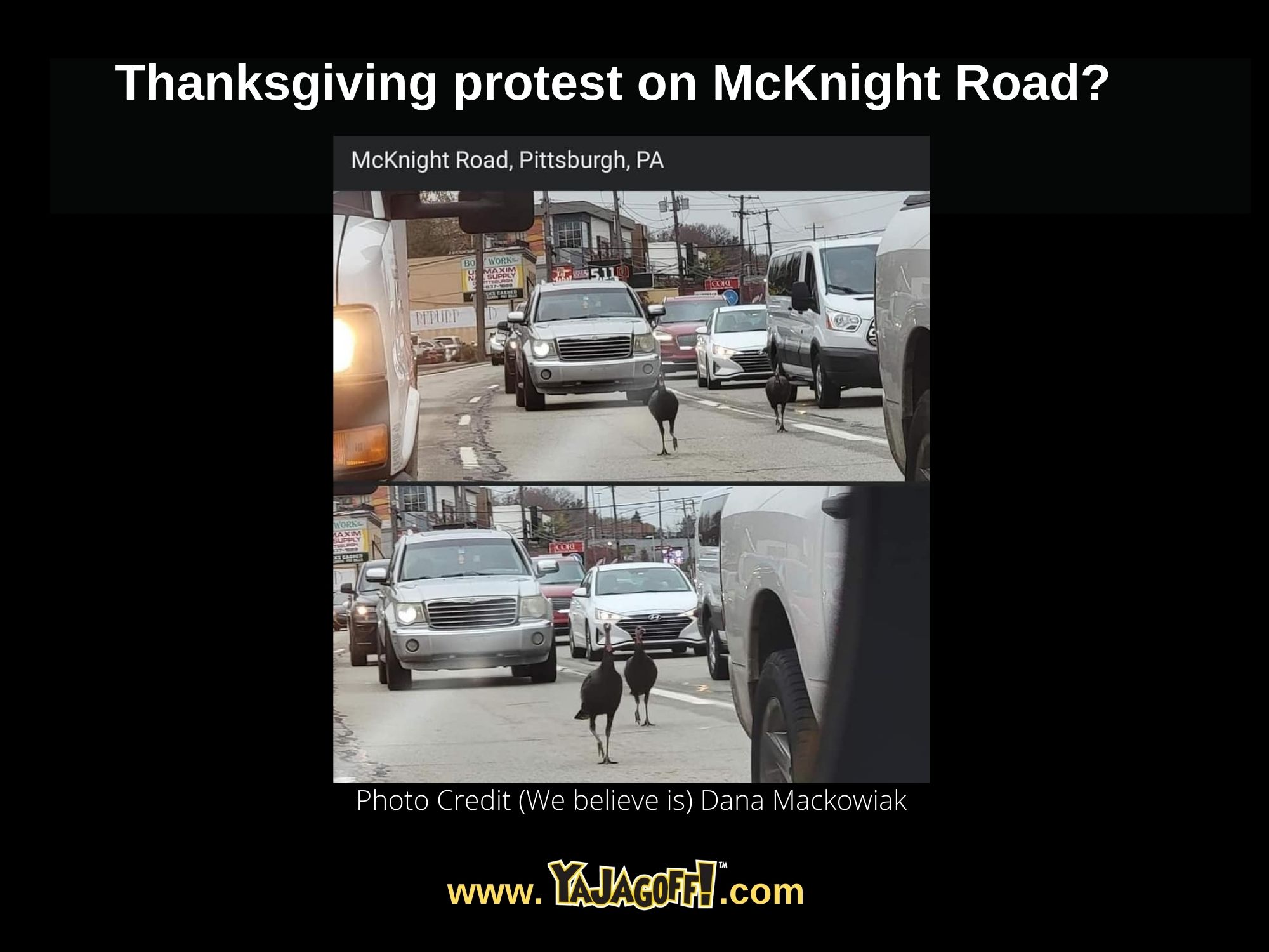 Turkeys on McKnight Road