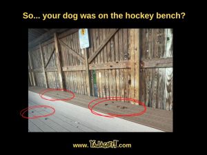 YaJagoff.com Jagoff Podcast