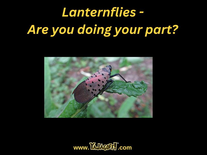 lanternflies pittsburgh